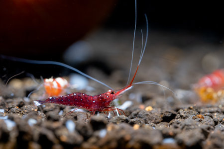 White spot sulawesi shrimp stay and look to right side in aquatic soil with green dark background. Conspicuous features of the cardinal shrimp is its white front legs.の写真素材