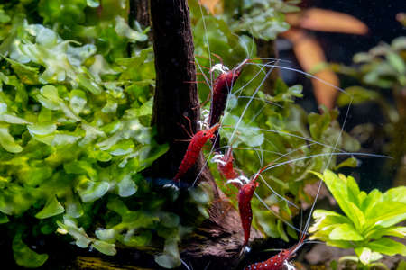 Group of sulawesi dwarf shrimps with white spot type stay together on timber with algae or aquatic...