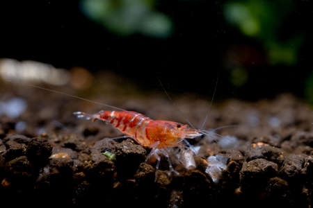Crystal red dwaf shrimp look for food in aquatic soil with green and dark background in freshwater aquarium tank.の写真素材