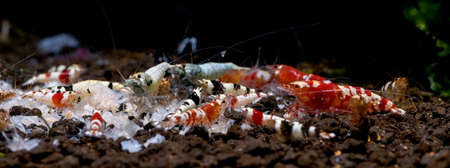 Group of dwarf shrimp enjoy eat food on aquatic soil with different type including red bee, red fancy tiger, black bee and blue bolt shrimp in fresh water aquarium tank.の写真素材