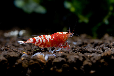 Red fancy tiger dwarf shrimp stay and look for food in aquatic soil with other shrimp and aquatic plant as background in fresh water aquarium tank.の写真素材