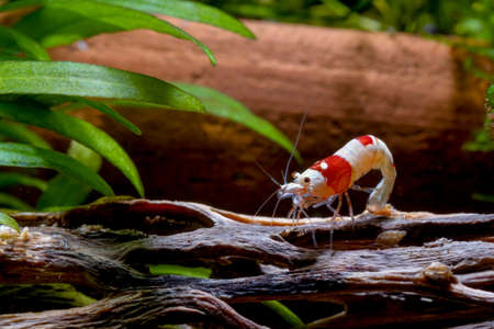 Small red bee shrimp bend body and stay on timber decorative in fresh water aquarium tank.の写真素材
