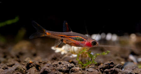 Red Least rasbora or Exclamation-point rasbora which is one type of fish look for food in fresh...
