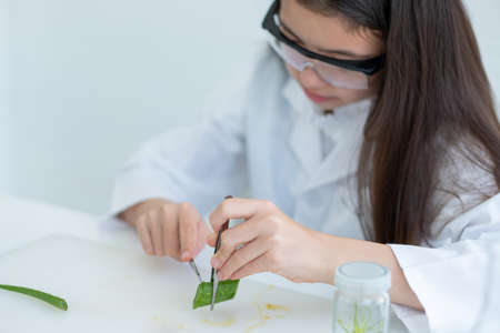 Close up hand of little scientist girl use forcept hold Aloe vera and use blade to cut into small pieces during analysis in laboratory or classroom.の写真素材