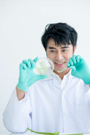 hands of Asian scientist man use forceps hold pieces of Aloe Vera and prepare to put in glass plate...