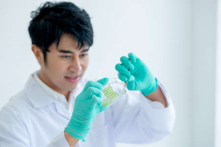 hands of Asian scientist man use forceps hold pieces of Aloe Vera and prepare to put in glass plate to do some experiment in laboratory or classroom.の写真素材