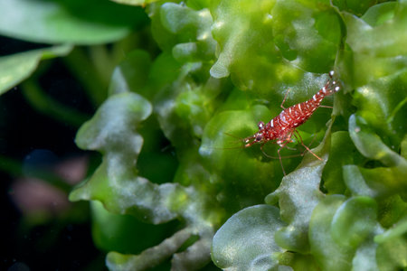 Sulawesi dwarf shrimp cow and galaxy type stay on green aquatic moss and also look for food in freshwater aquarium tank.の写真素材