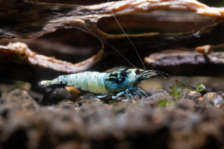Blue bolt dwarf shrimp look for food on aquatic soil near timber in fresh water aquarium tank....
