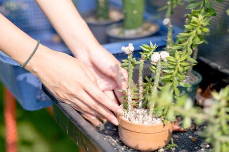 Close up hands of woman take care and set up of flora or plant in pot near green house. Concept of sustainable activity for people to safe the world.の写真素材