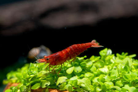 Fire red dwarf shrimp stay on green leaf aquarium plant and look down with snail and dark background.の写真素材