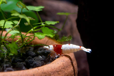 Red bee dwarf shrimp stay on edge of poetry decoration in freshwater aquarium tank and look for food in soil.の写真素材