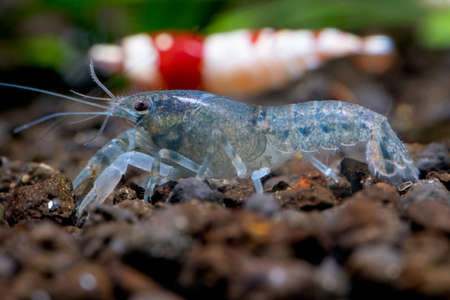 Close up white blue dwarf crayfish shrimp walk along edge of aquarium tank and look for food in...