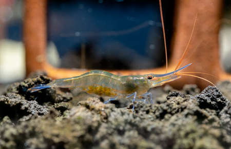Blue leg sulawesi dwarf shrimp with eggs in abdomen look for food in lava stone and stay in front of shrimp decoration in fresh water aquarium tank.の写真素材