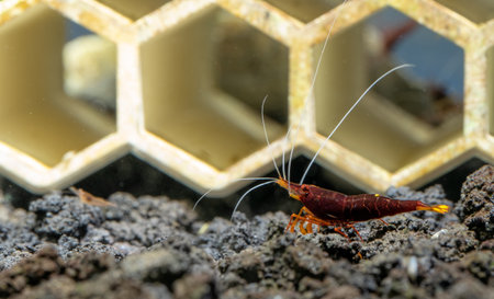 Yellow nose sulawesi dwarf shrimp look for food in lava stone in front of decoration in fresh water...