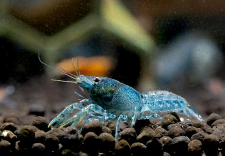 Blue crayfish dwarf shrimp stay on aquatic soil and look to left side in fresh water aquarium tank.