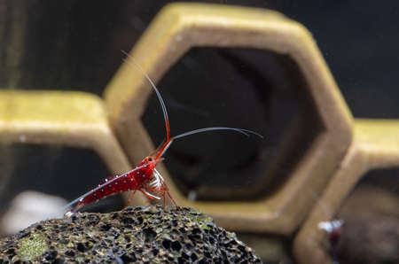 White spot sulawesi dwarf shrimp stay on volcanic rock or stone in front of shrimp house as decoration in fresh water aquarium tank.の写真素材