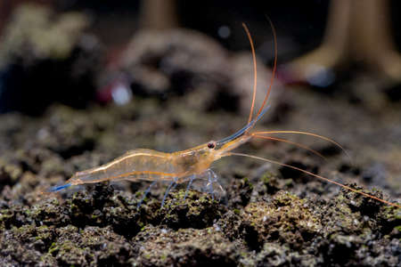 Blue leg sulawesi dwarf shrimp look for food in volcanic rock or aquatic stone of fresh water aquarium tank with the decoration as background and look to right side.の素材 [FY310179283837]