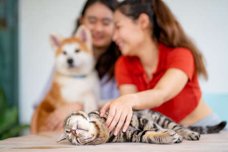 Cat is relax and feel calm during paw abdomain or shin by pretty woman while other friend play with dog beside in area of cafe or coffee shop.の写真素材