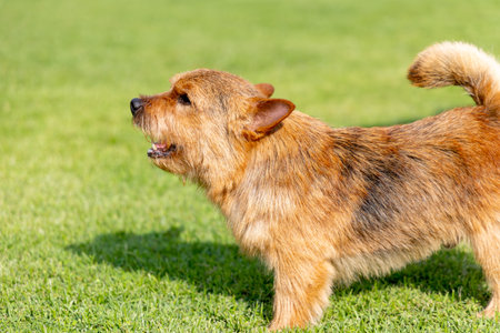 Little brown dog stand on grass field and look like bark something with sunny light.