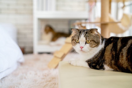 Close up multicolor lovely cat lie on sofa also look on the left, it look relax and stay in front of the other lie on shelves in the back.の写真素材