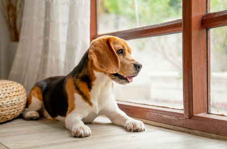 One beagle dog sit with relax in front of glass window or door in house with day light and dog look outside.の写真素材