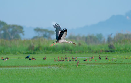 Openbill stork fly alone over grass field to look for food and go back to it's habitat.の写真素材