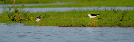 Two black-winged stilt bird stand in  swamp to look for food in water in area of southern part in Thailandの写真素材