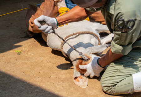 Close up hands of farmer and specialist use tools to treat the problem of cow horn with day light.の写真素材