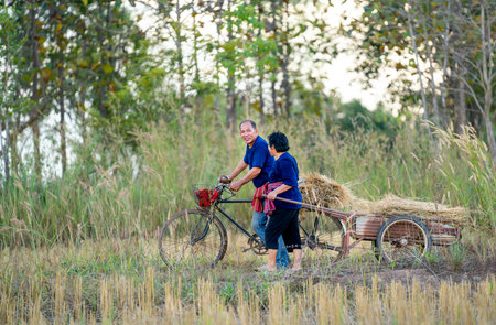 Senior man and woman wear traditional Thailand clothes walk together in rice field with man use bicycle and woman pull trolley to carry rice to their home with soft light in evening.の写真素材