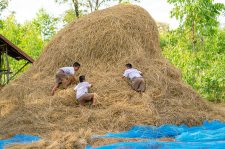 Three little boy with school uniform enjoy and fun to climp up of straw and hay of rice and they look happy together.の写真素材