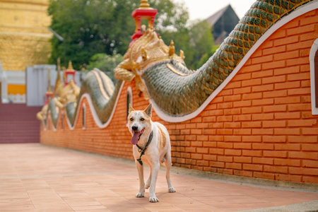 Dog stand in the walk way of temple in Thailand and it look forward also express happiness and friendly with the tourist.の写真素材