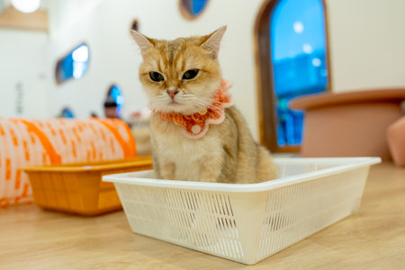 Lovely cat like to stay in the basket and look relax in the house.の写真素材