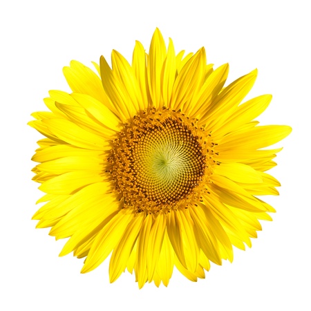 Sunflower on White Backgroundの写真素材