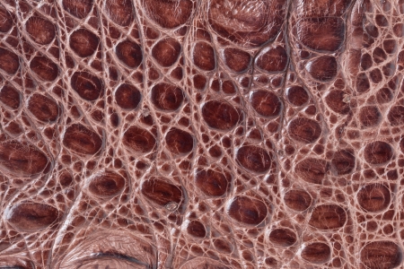 Crocodile Leather Texture Background の写真素材