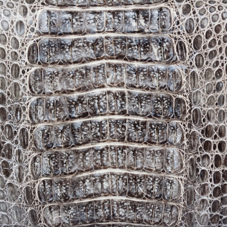 Crocodile skin texture or の写真素材