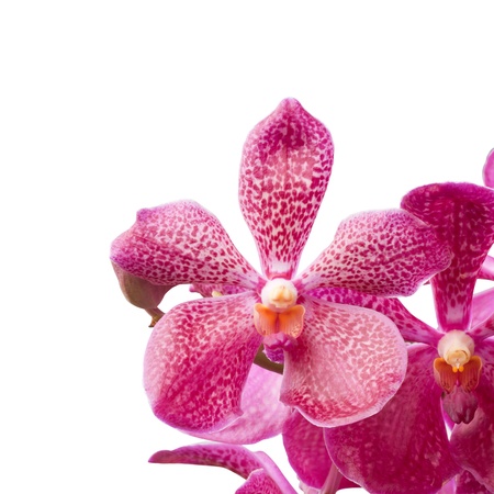 Orchid Flower Isolated on white