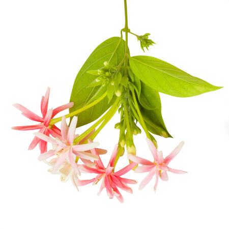 Quisqualis indica also known as the Chinese honeysuckle, Rangoon Creeper, and Combretum indicum isolate on white backgroundの写真素材