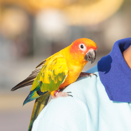 Parrot perched on  adult man s shoulder の写真素材