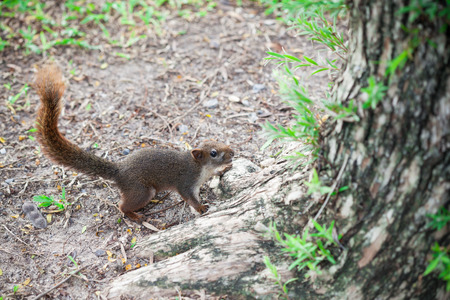 Squirrel の写真素材