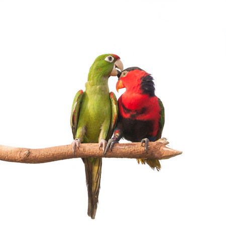Colorful Couple Macaws sitting on Branchの写真素材