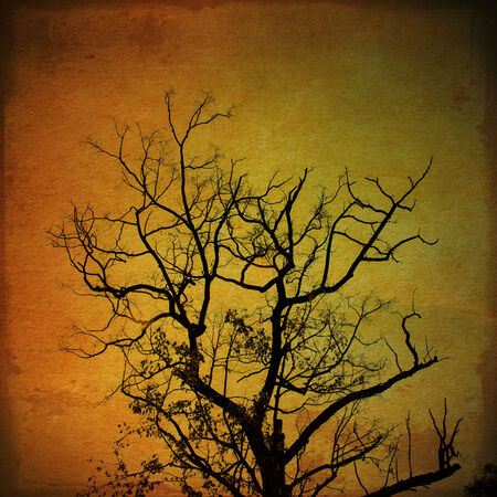 Silhouette of Tree on Grunge Orange Paper