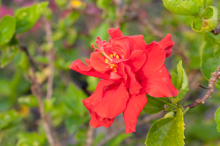 Red Hibiscus flowerの写真素材