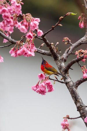 Bird on Sakura or Cherry Blossomの写真素材