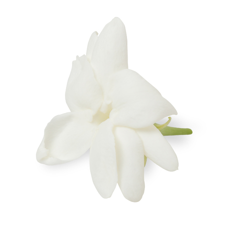 Jasmine Flower Isolated on White Backgroundの写真素材