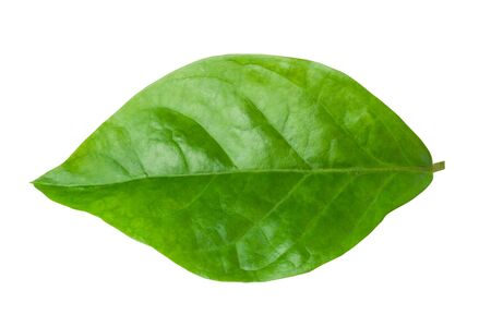 Jasmine Leaf Isolated on White Backgroundの写真素材