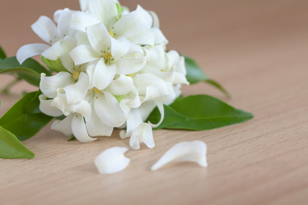 Jasmine Flower on Wooden Backgroundの写真素材