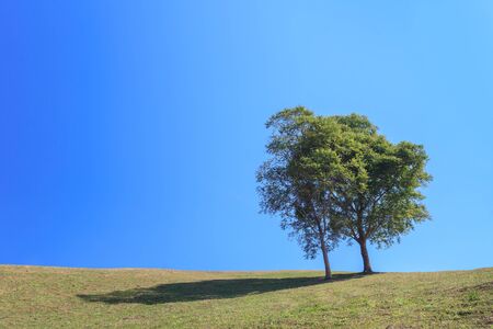 Green Tree and Blue Sky Nature Landscapeの写真素材