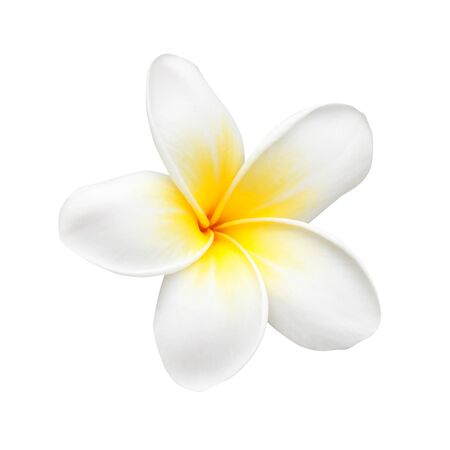 frangipani flower isolated on white backgroundの写真素材