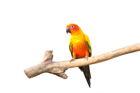 Colorful Parrot on Branch Isolated on White Backgroundの写真素材