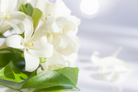Jasmine Flower in Spring with Sun Rays and Bokehの写真素材